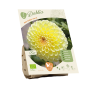 Bio Dahlia - Ball Golden Torch per 1 