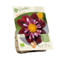 Bio Dahlia - Collarette Fantastico per 1