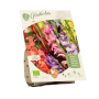 Bio - Gladiolus Mix per 8
