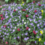Anemone de Caen, Mix per 30