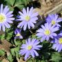 Blauwe Anemoon bloemen