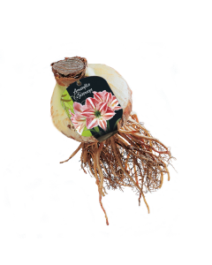 Amaryllis Gestreept bloembol
