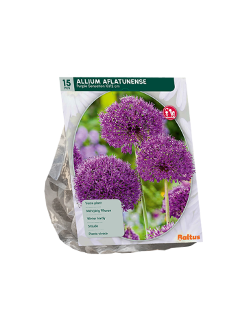 Allium Aflatunense Purple Sensation per 15