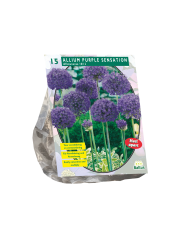 Allium purple sensation