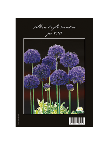 Paarse Alliums