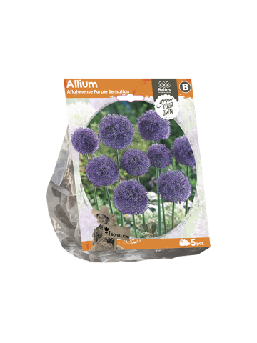 Allium Aflatunense Purple Sensation
