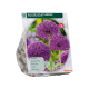 Allium Aflatunense Purple Sensation per 15