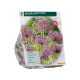 Allium Christophii