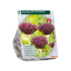Allium Altropurpureum