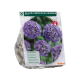 Allium Azureum