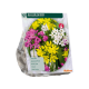 Allium Mix