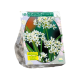 Neapolitaanse Allium