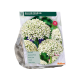 Allium Multibulbosum