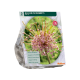 Allium Schuberti
