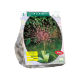 Allium Schuberti