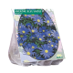 Anemone Blue Shades