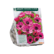 Anemone Sylphide