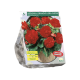 Begonia Dubbel, Rood per 5
