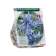 Brodiaea Fabiola