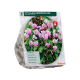 Cyclaam Donker Roze