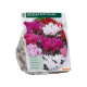 Miniatuur Boscyclaam