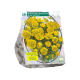 Eranthis Cilicica per 15