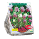 Fritillaria Meleagris per 20