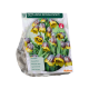 Kievitsbloemen