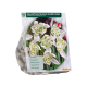 Galanthus Nivalis Flore Pleno per 10
