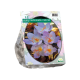 Herfstbloeiende Crocus