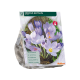 Herfstbloeiende Crocus