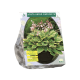 Hosta Aureo Marginata per 3