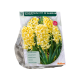 Hyacinth city of Haarlem