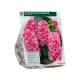 Hyacinth Fondante