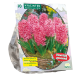 Hyacinth Fondante