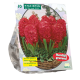 Hyacinth Jan Bos