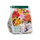 Lelie Mixed Asiatic