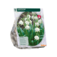 Leucojum per 10