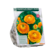 Ranonkel, Oranje per 15