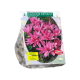 Colchicum Waterlily (Najaarsbl) per 2