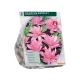 Colchicum Waterlily (Najaarsbl) per 2
