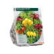 Fritillaria Imperialis Mixed per 3