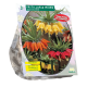 Fritillaria Imperialis Mixed per 3