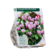Cyclaam Neapolitanum per 5