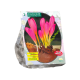 Colchicum