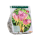 Colchicum