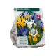 Iris Hollandica per 50
