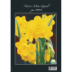 Narcis Mini Quail