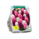 Hyacinth Mixed Pink per 9