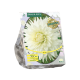 Bio - Dahlia Princess per 2 